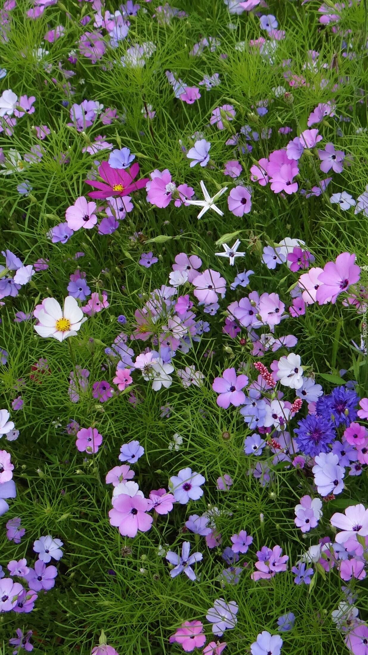 Kolorowe kwiaty w trawie