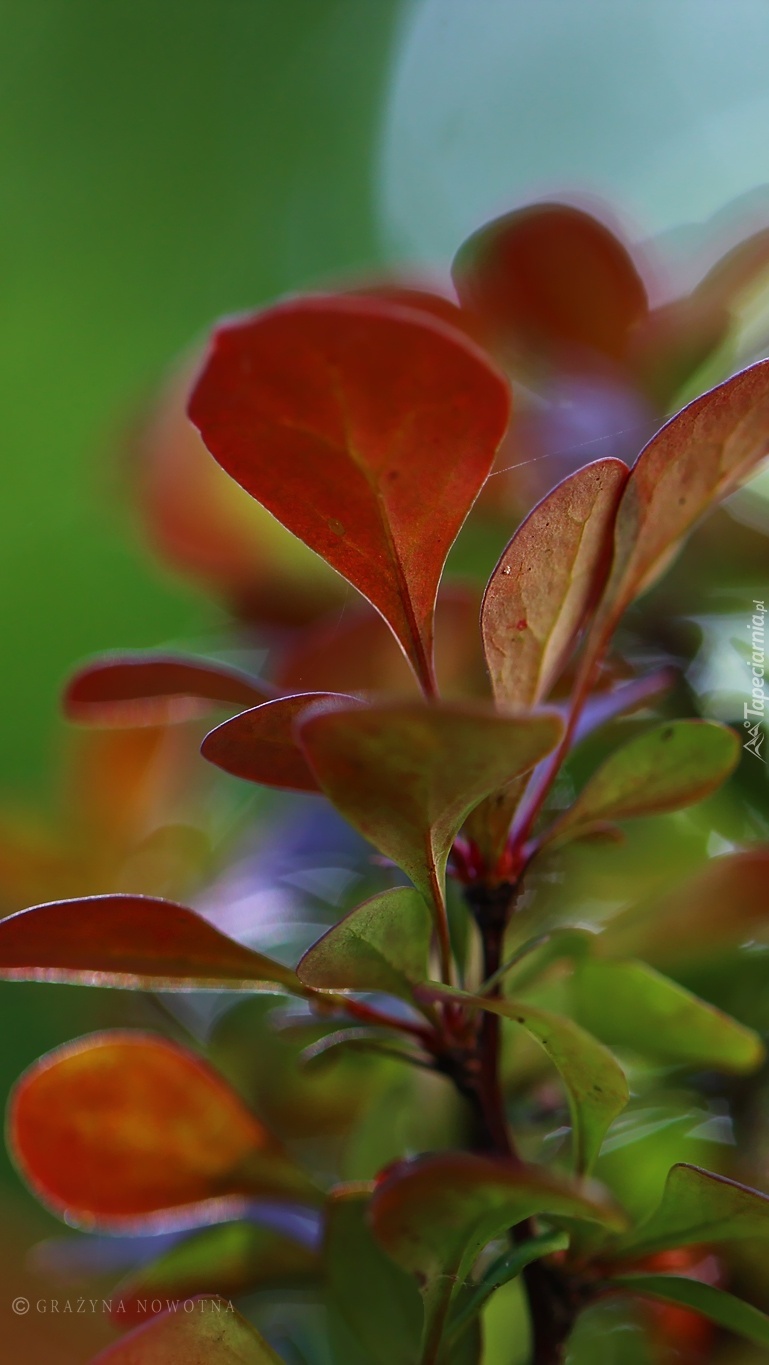 Kolorowe liście berberysu Thunberga