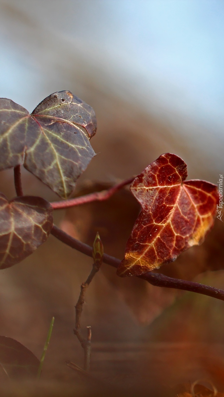 Kolorowe liście bluszczu