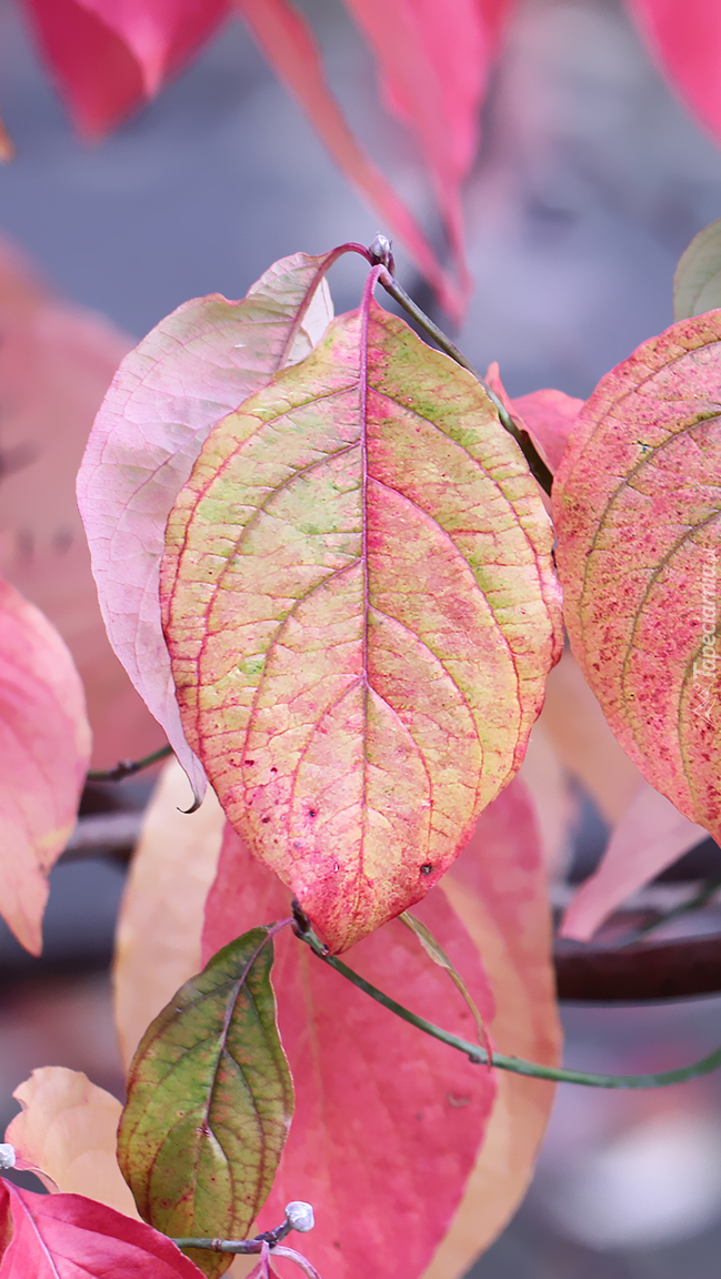 Kolorowe liście derenia