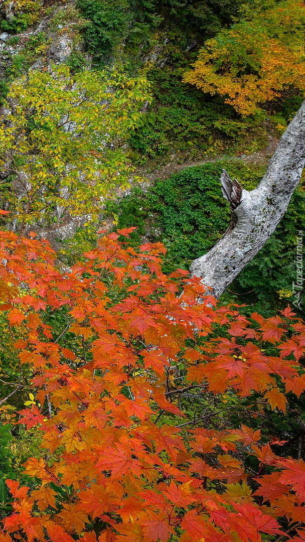 Kolorowe liście drzew na skałach