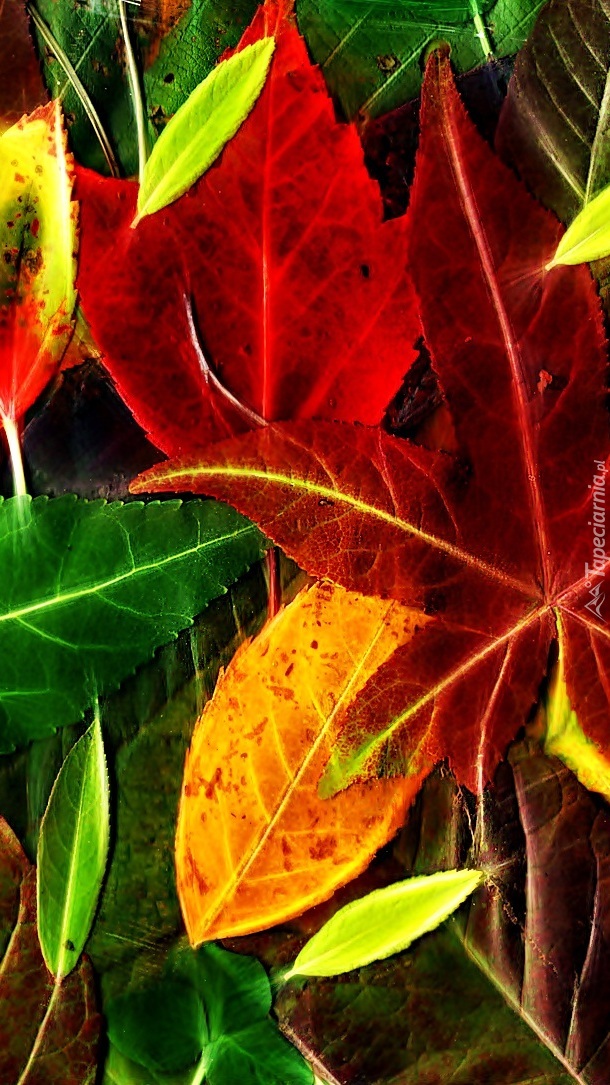Kolorowe liście jesienne