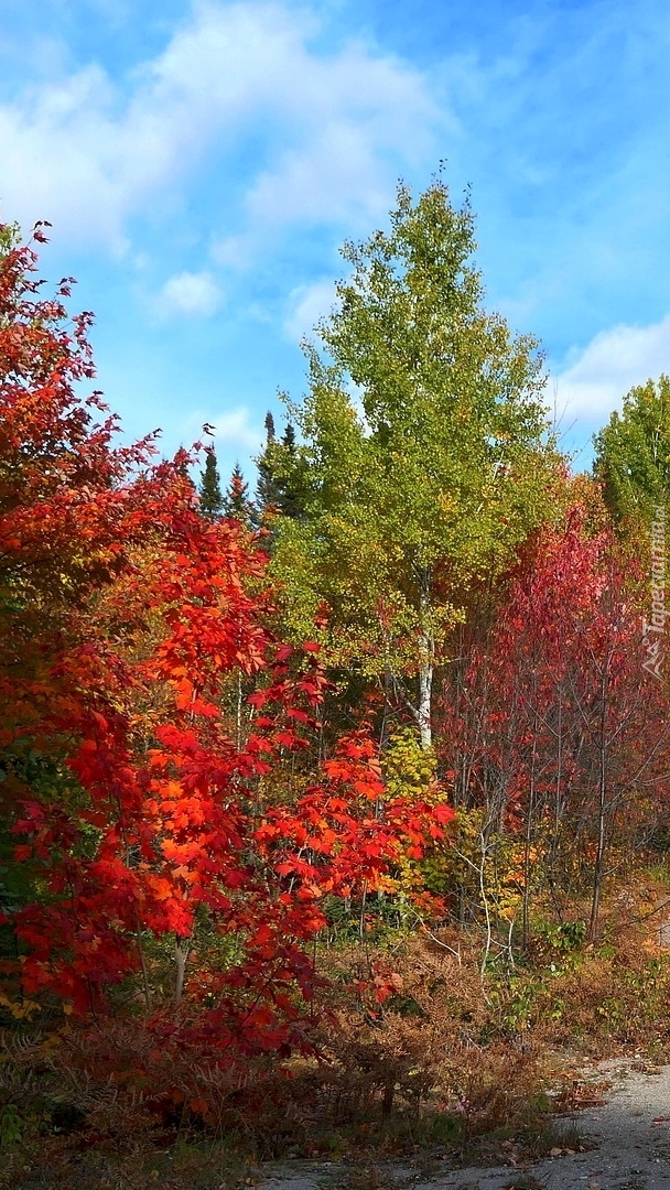Kolorowe liście na drzewach