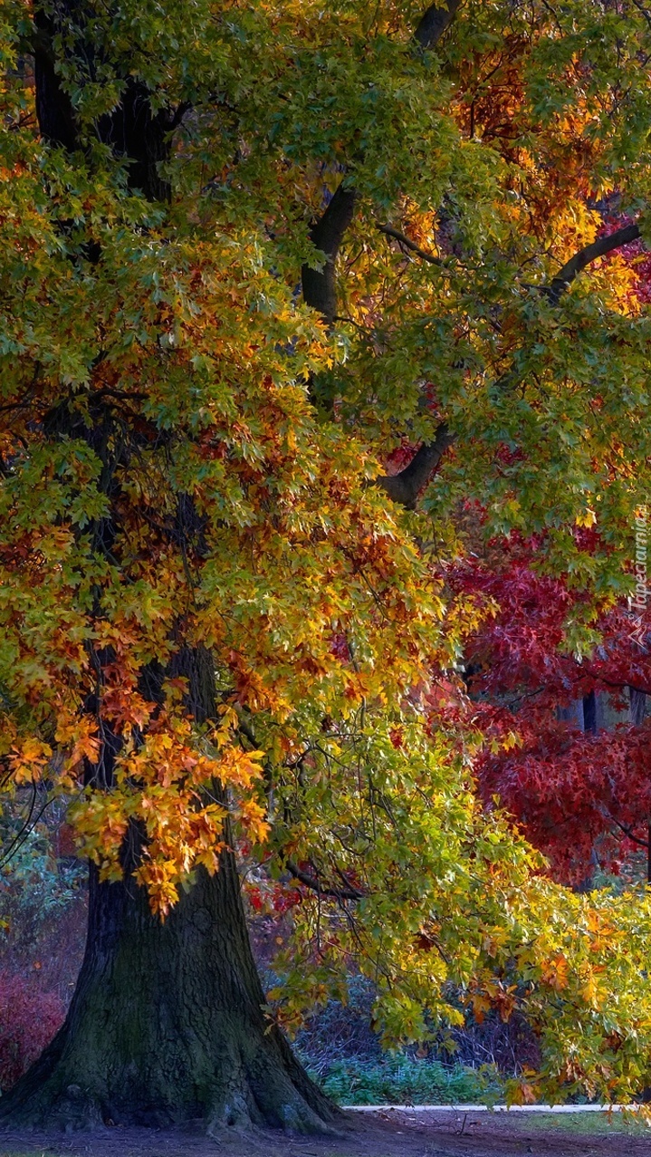 Kolorowe liście na drzewie