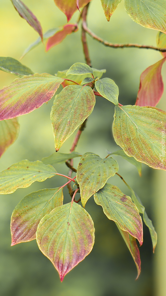 Kolorowe liście na gałązce
