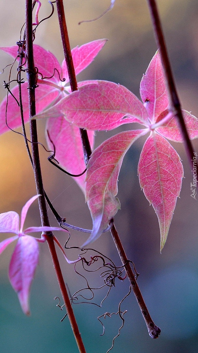 Kolorowe liście na gałązkach