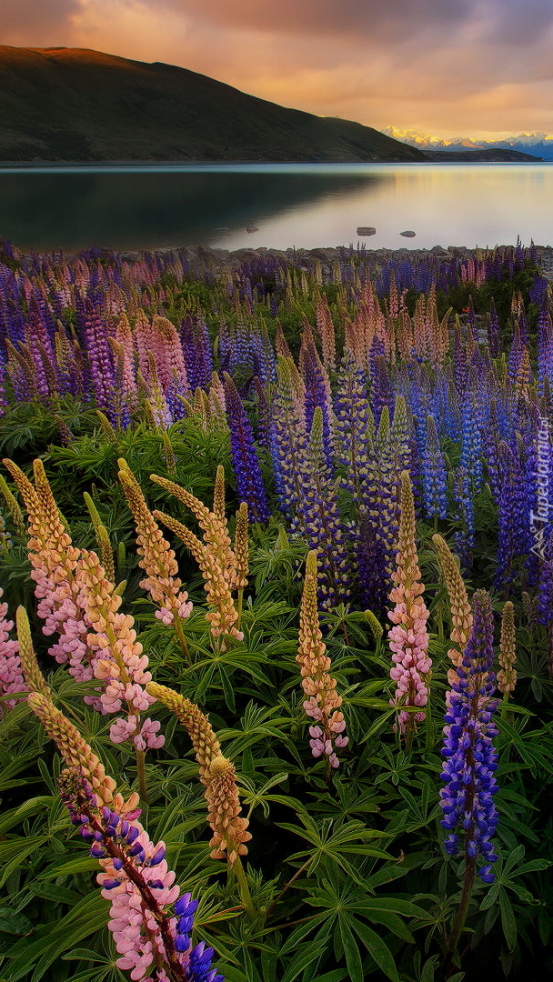 Kolorowe łubiny nad jeziorem Tekapo