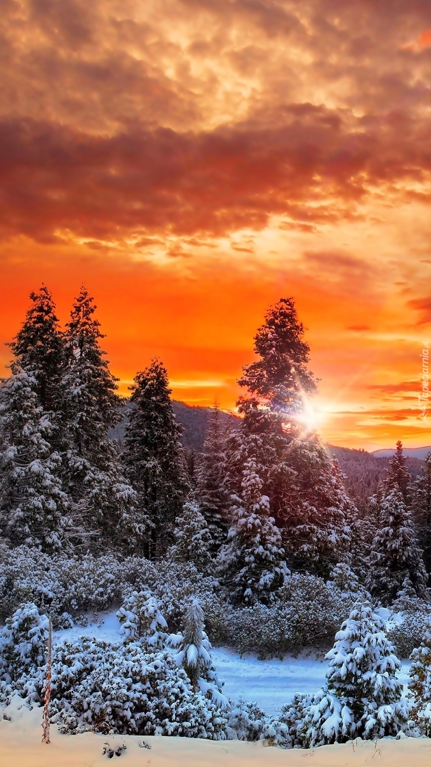 Kolorowe niebo nad lasem