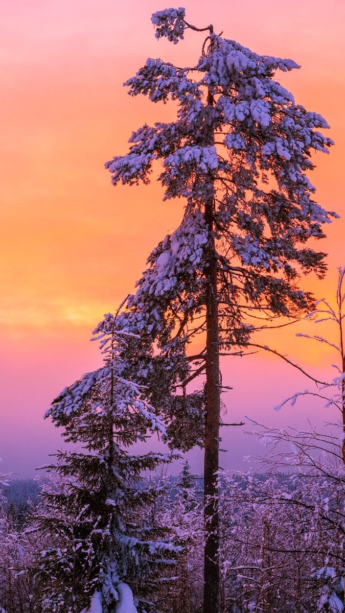 Kolorowe niebo nad ośnieżonymi drzewami