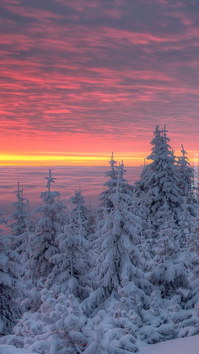 Kolorowe niebo nad ośnieżonymi świerkami