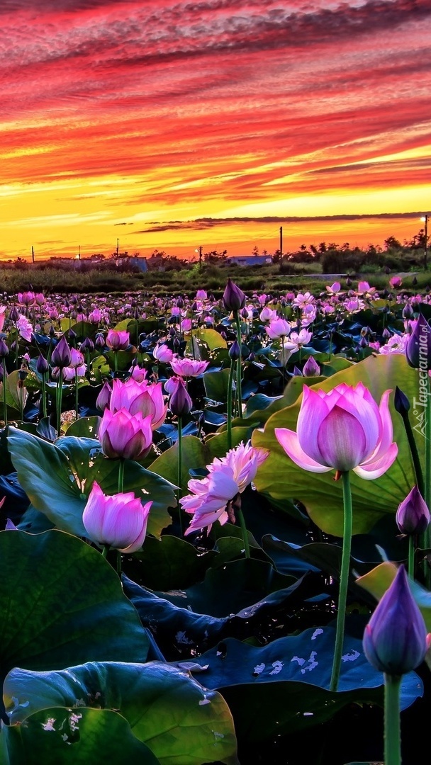 Kolorowe niebo nad plantacją lotosów