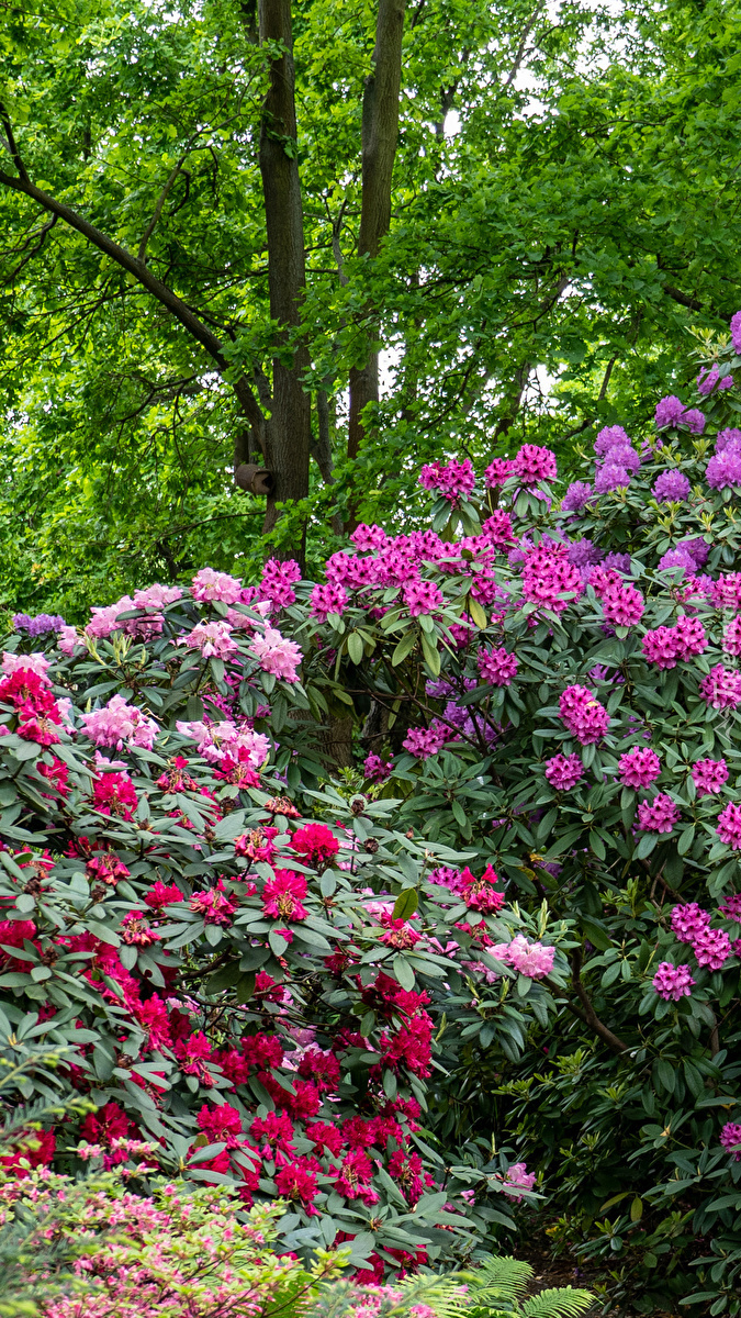Kolorowe rododendrony