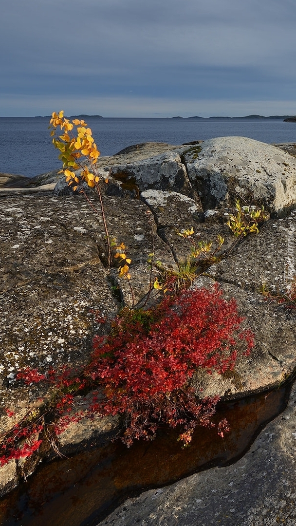 Kolorowe rośliny na skałach