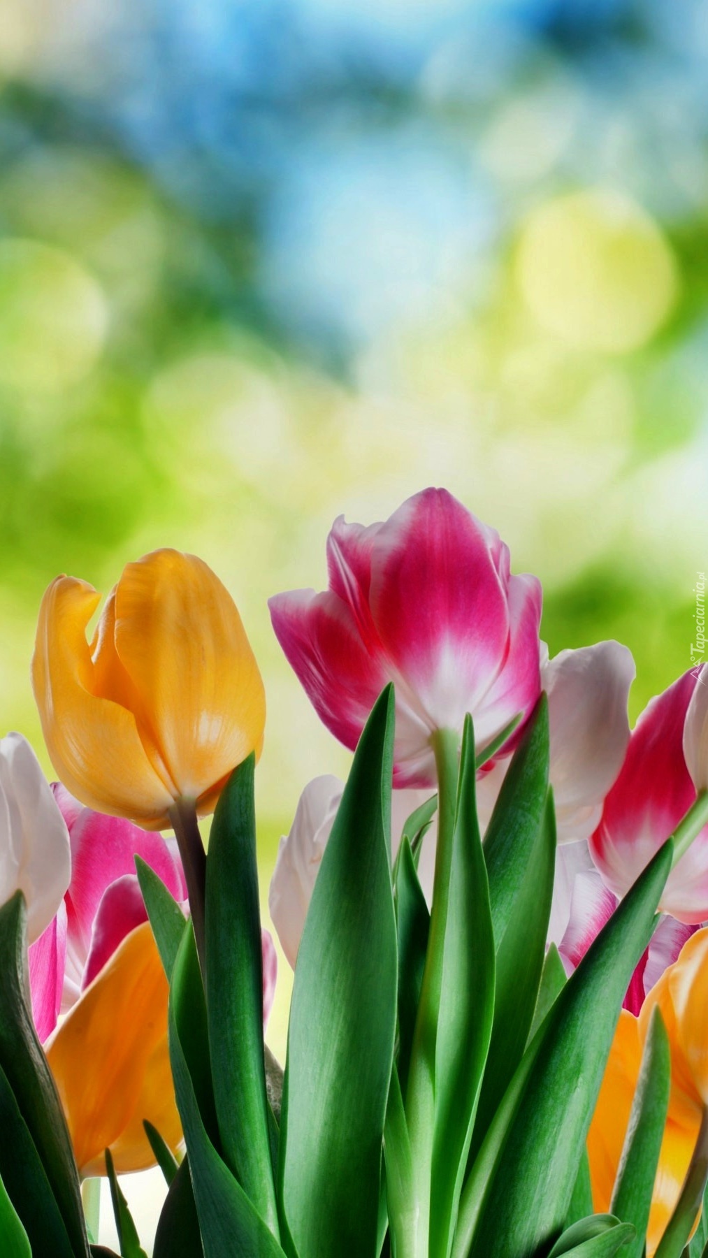 Kolorowe tulipany