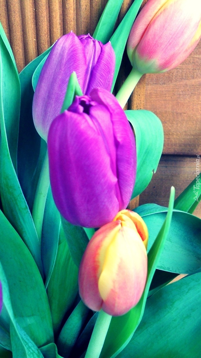 Kolorowe tulipany