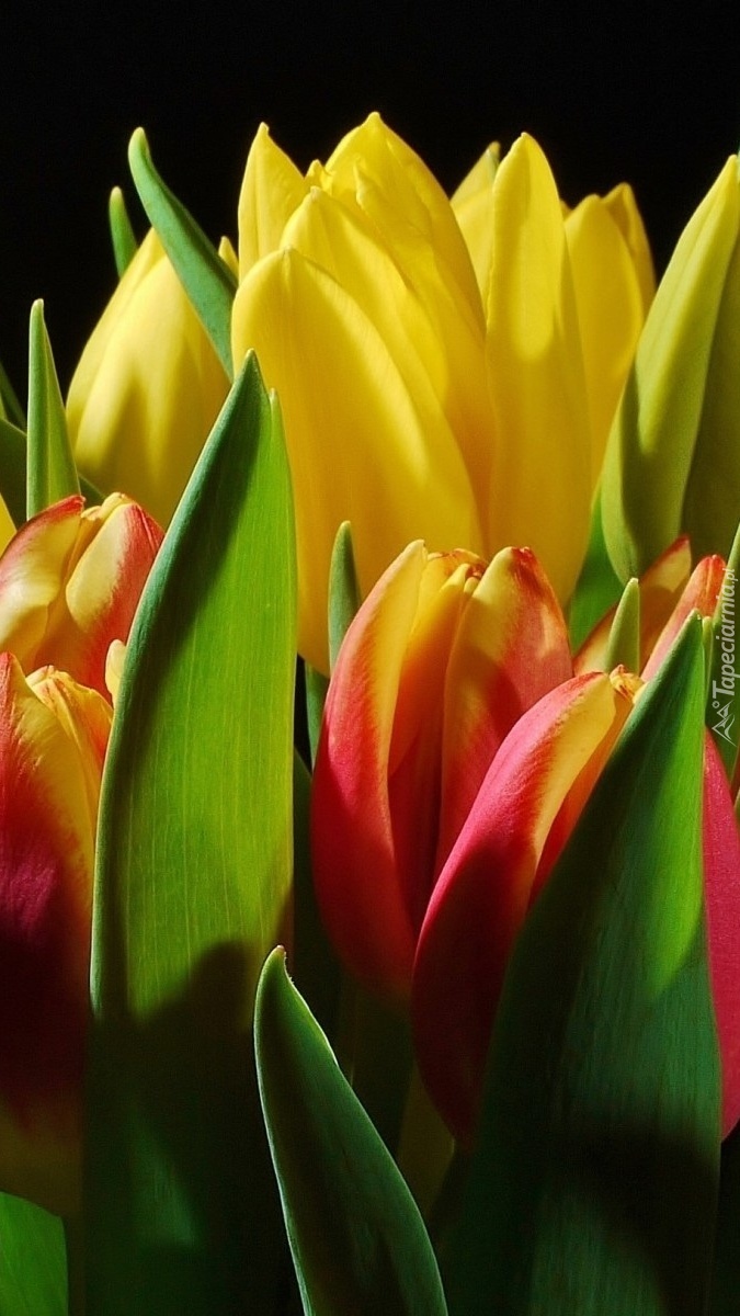 Kolorowe tulipany dla pana i pani