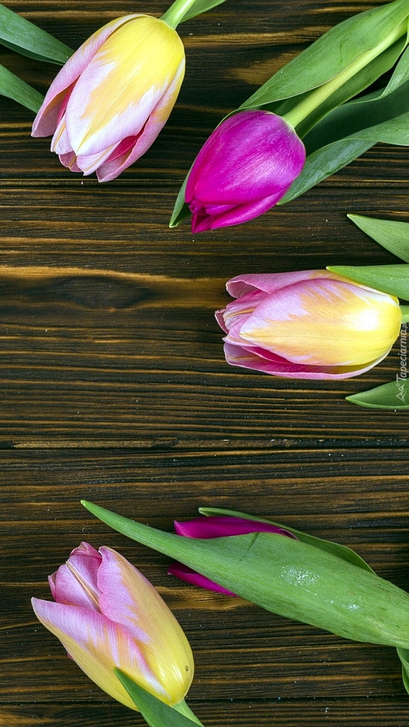 Kolorowe tulipany na brązowych deskach