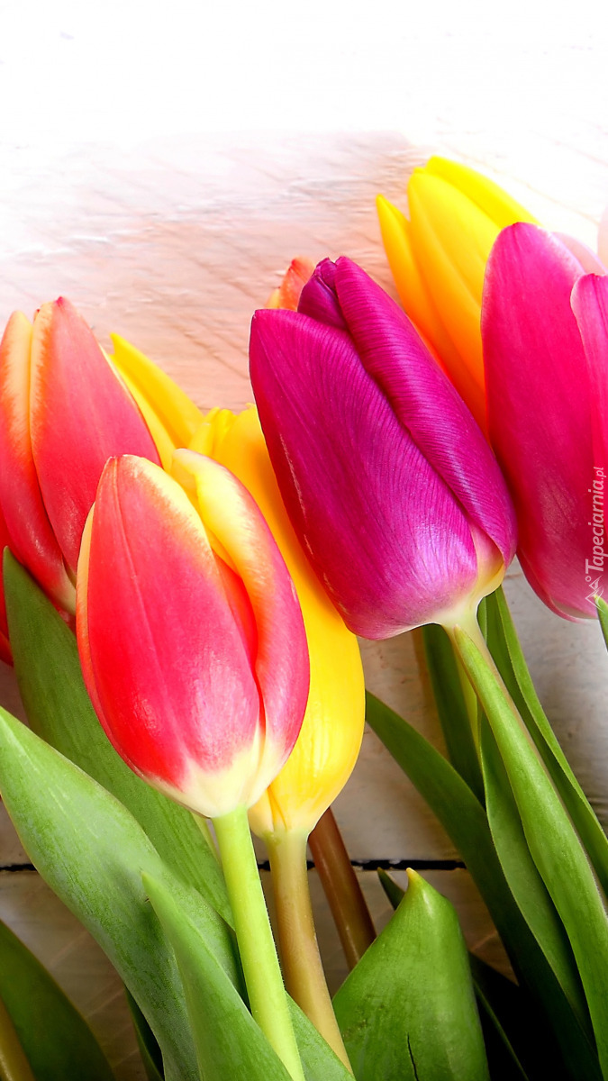 Kolorowe tulipany na deskach