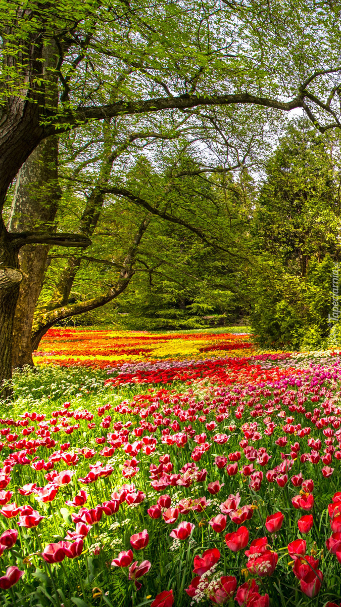 Kolorowe tulipany w parku