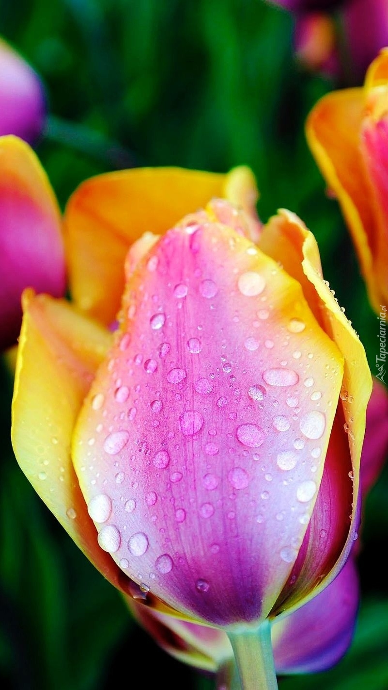 Kolorowe tulipany w rosie