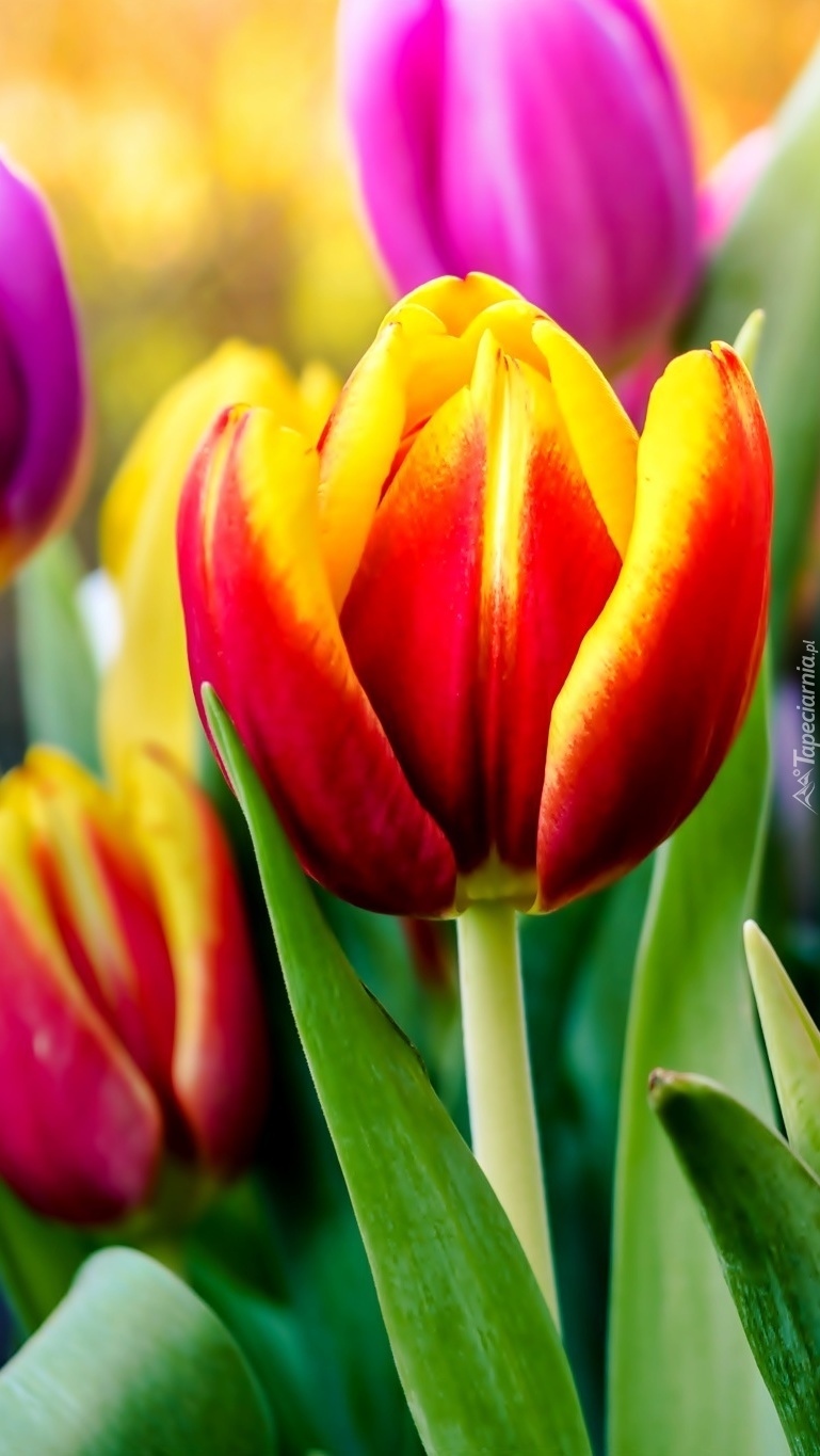 Kolorowe tulipany w rozkwicie