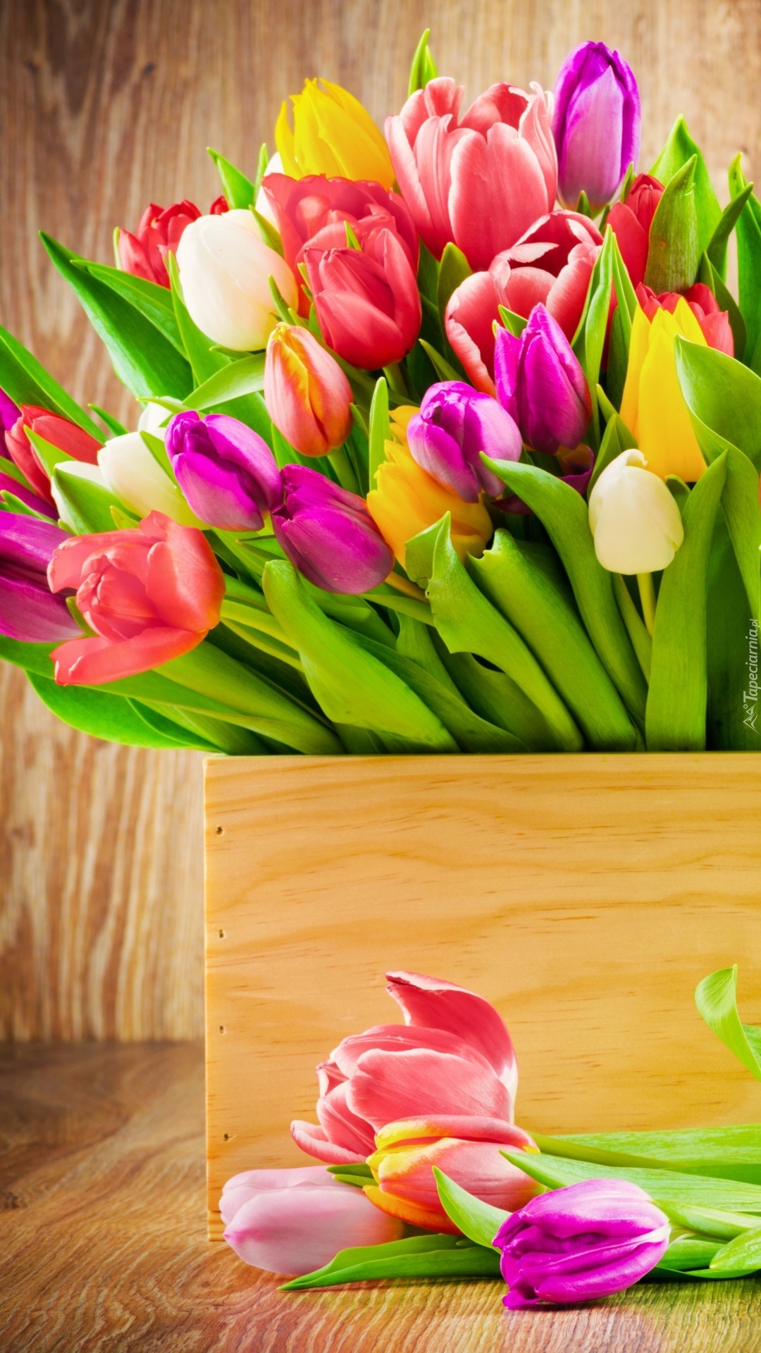 Kolorowe tulipany w skrzynce