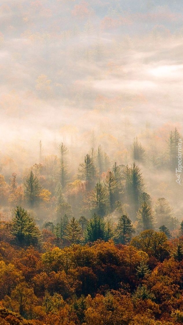 Kolorowy las w porannej mgle