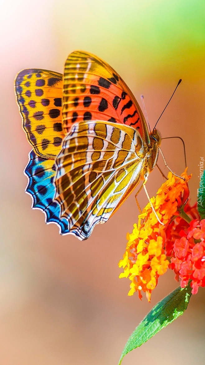 Kolorowy motyl i kwiat