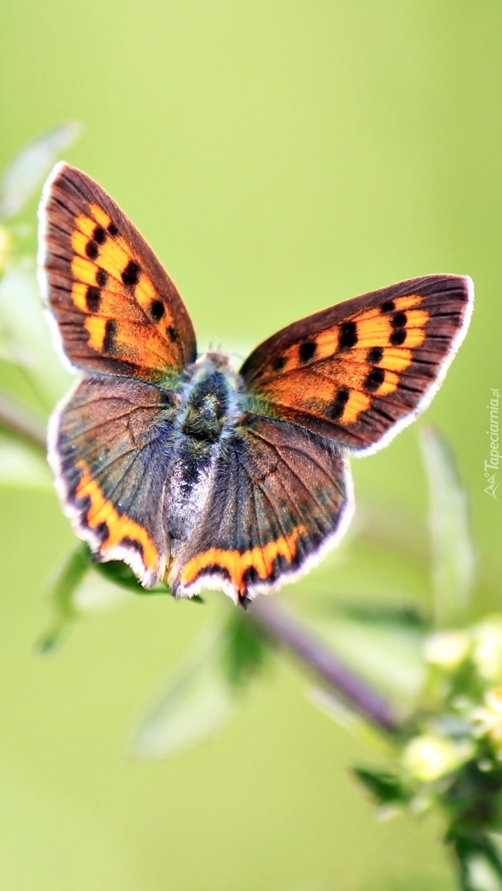 Kolorowy motyl w makro