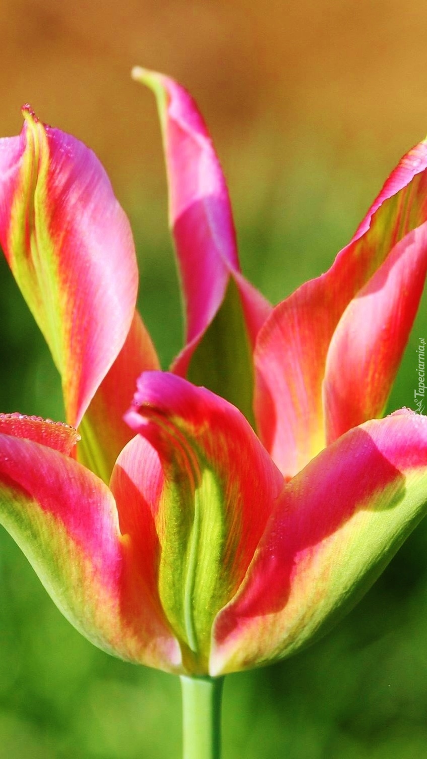 Kolorowy nietypowy tulipan
