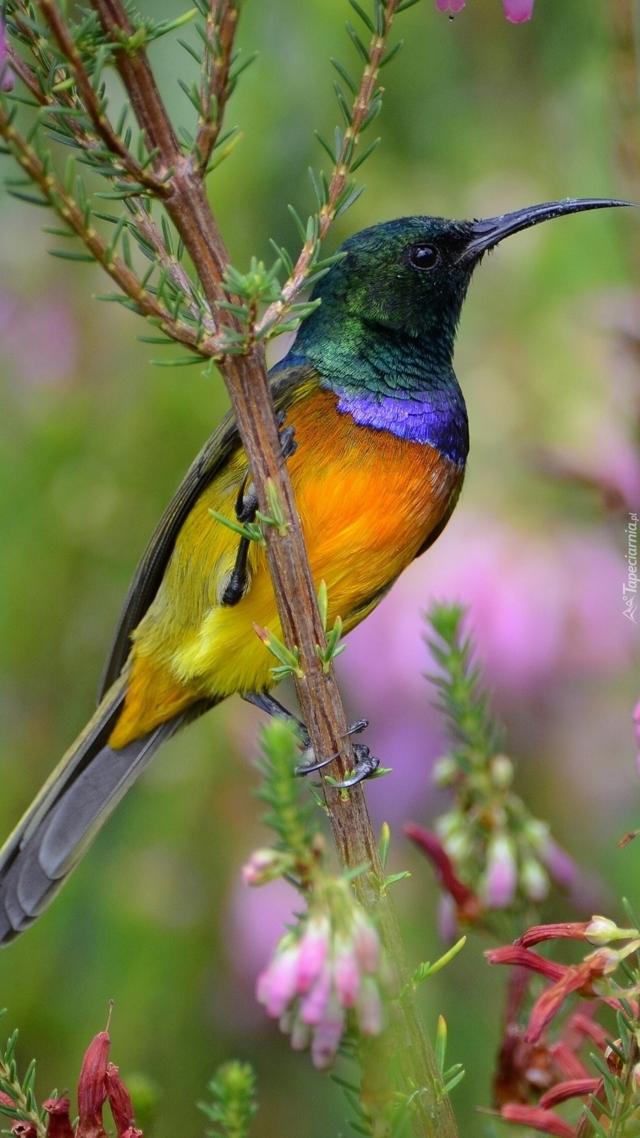 Kolorowy ptak