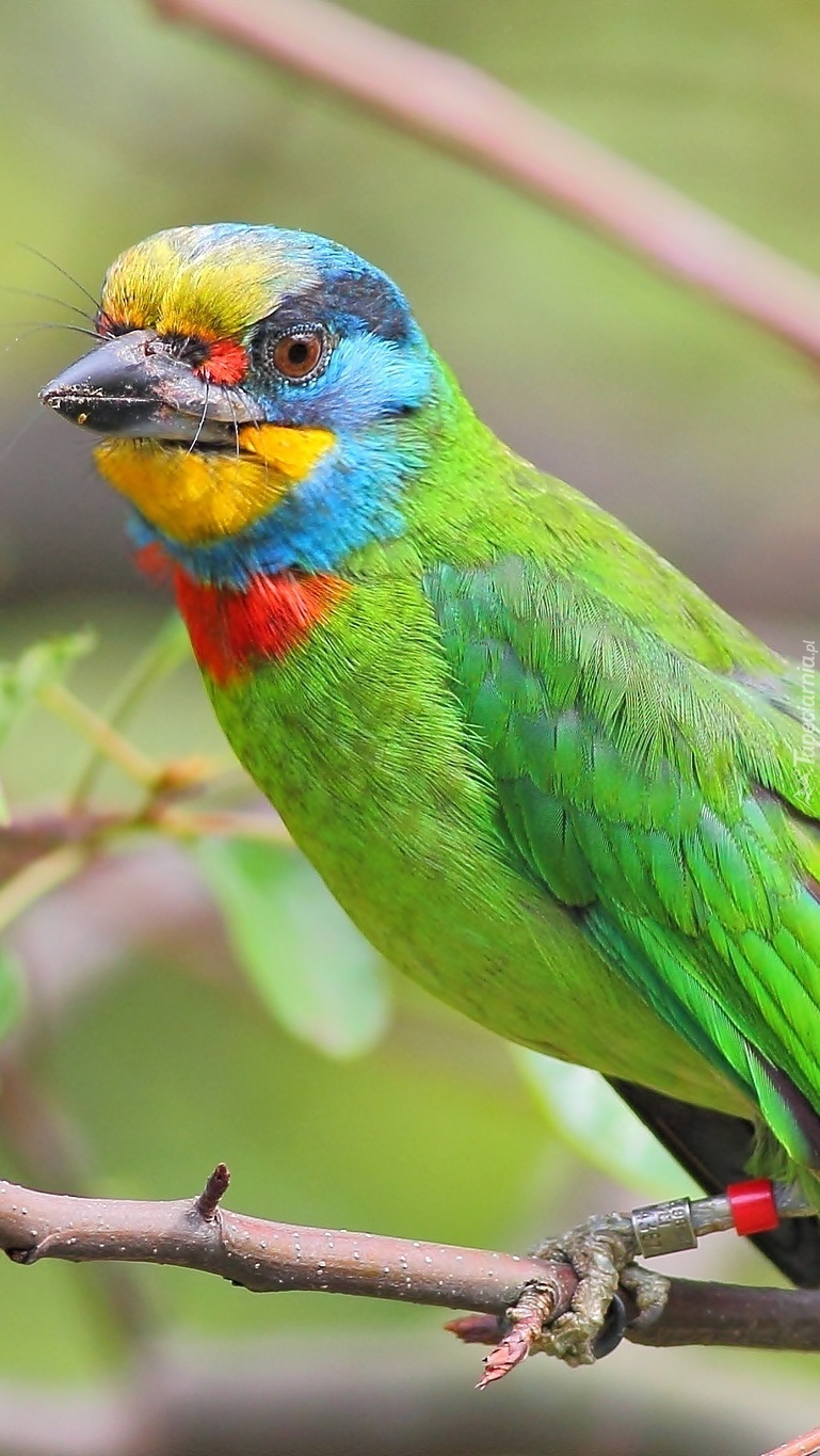 Kolorowy ptak na gałązce
