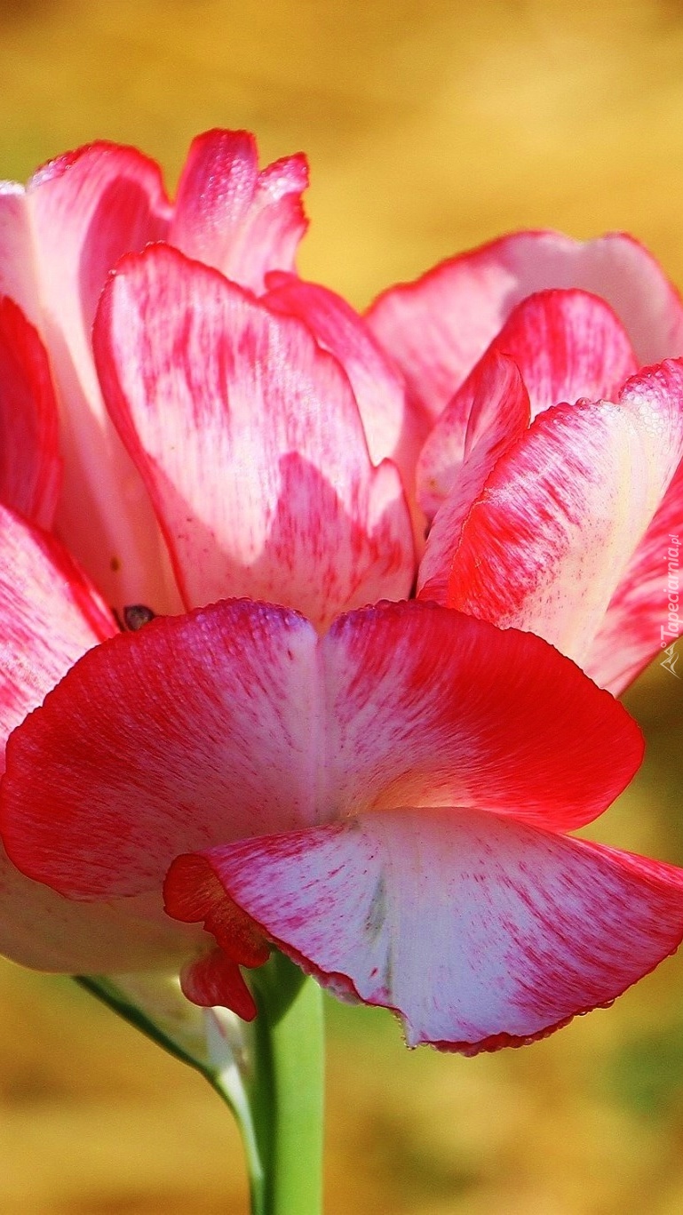 Kolorowy rozwinięty tulipan