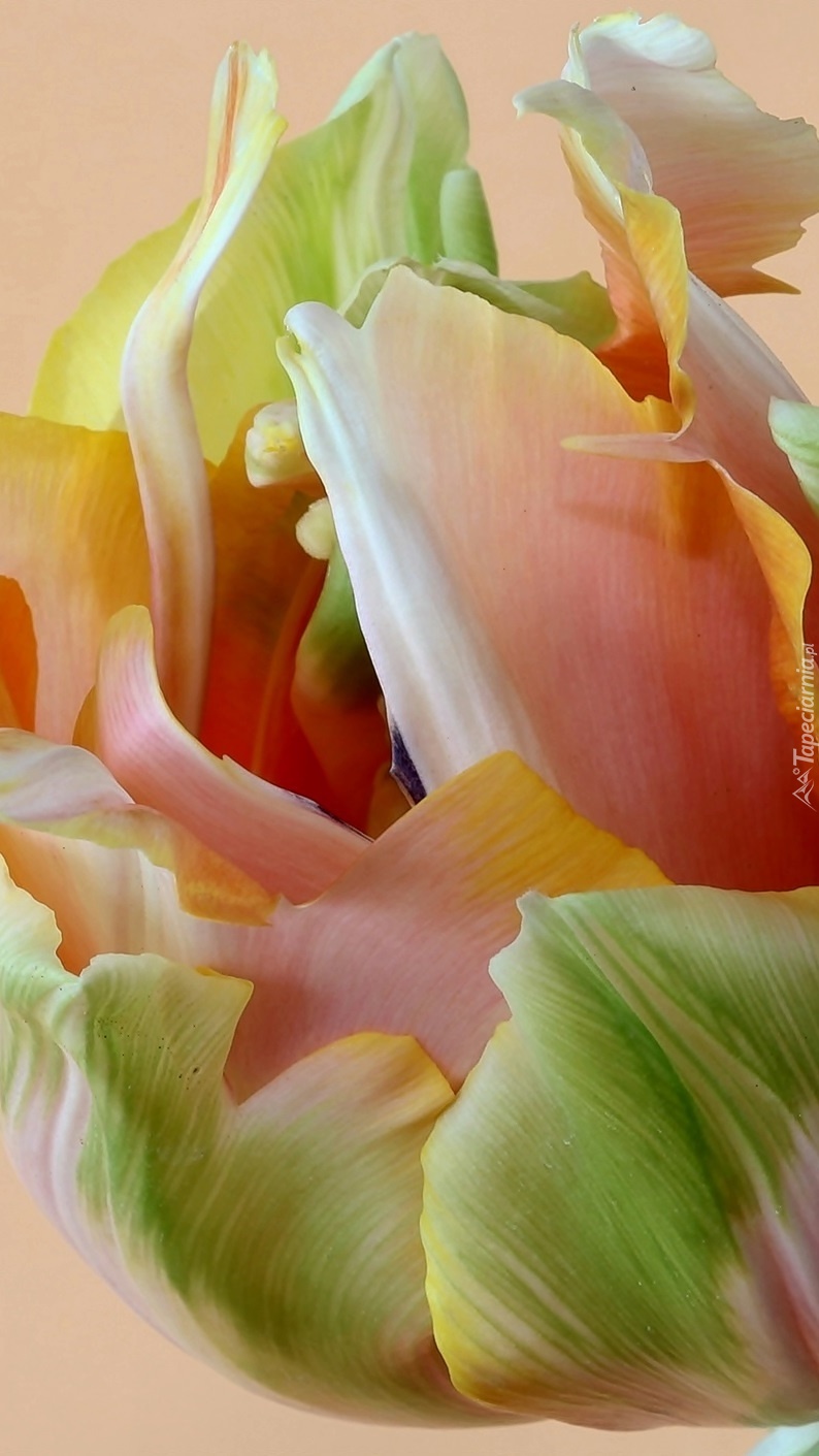 Kolorowy tulipan