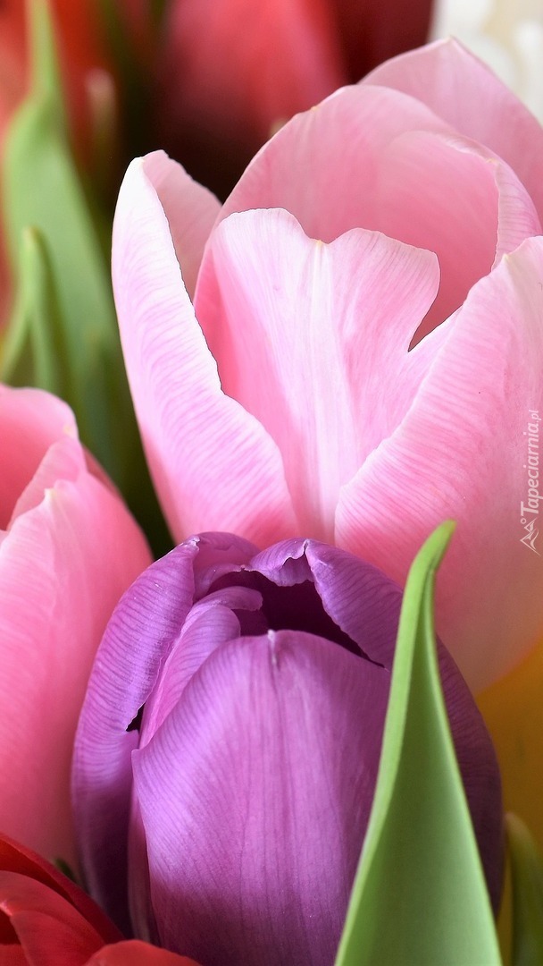 Kolory tulipanów