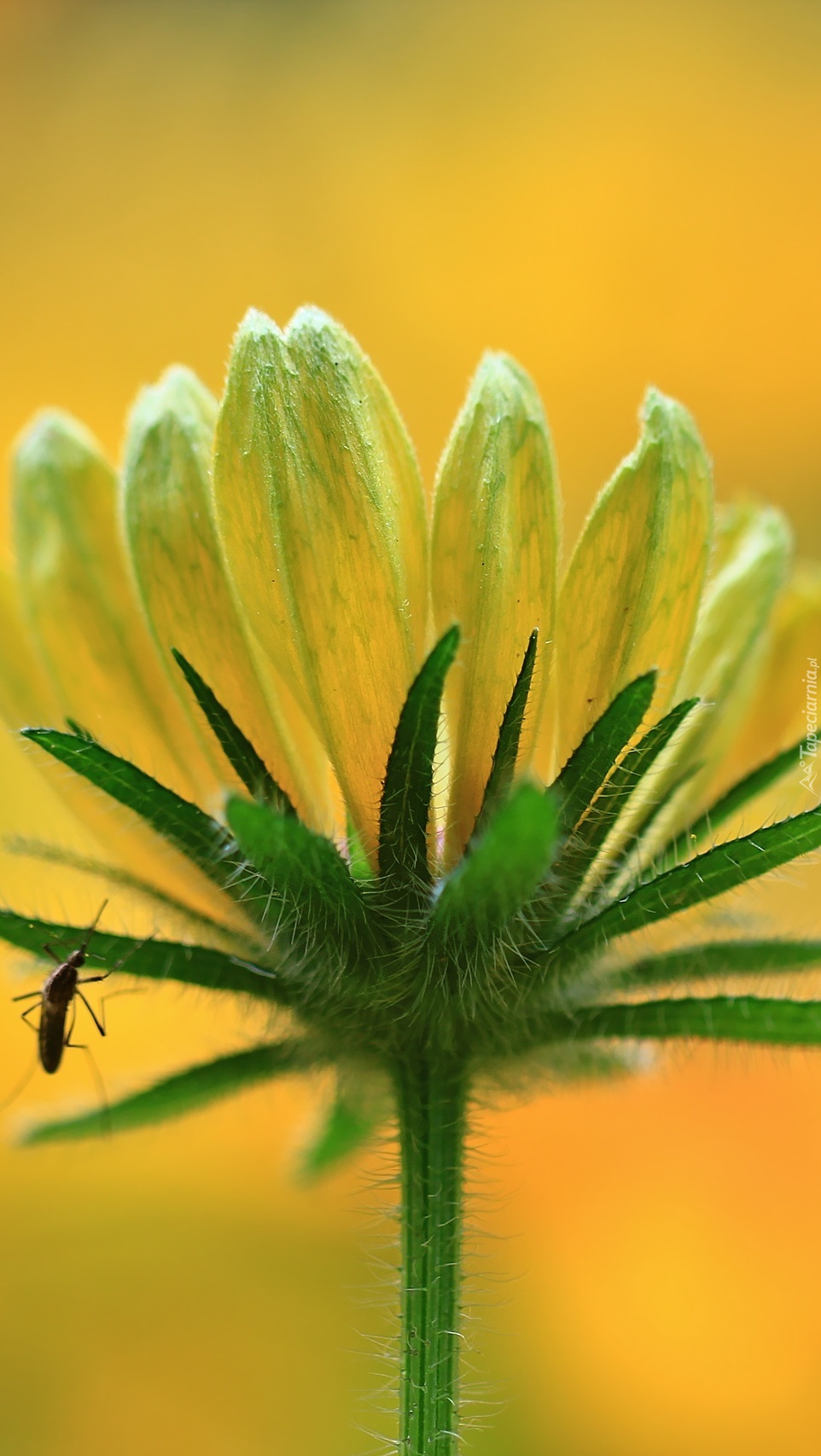 Komar na żółtym kwiatku