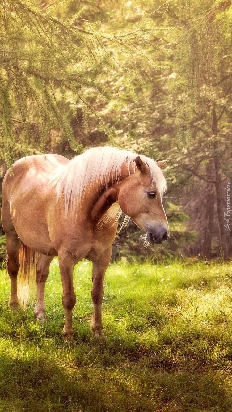 Koń na leśnym pastwisku