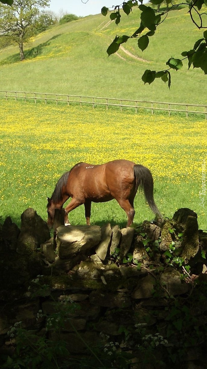 Koń na ogrodzonym pastwisku