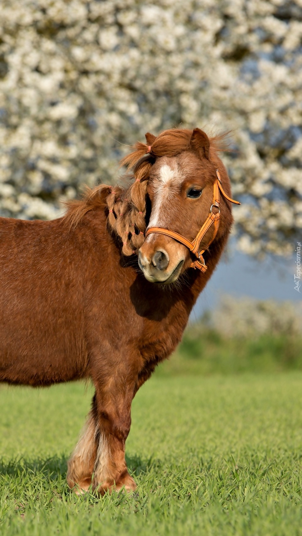 Koń na trawie