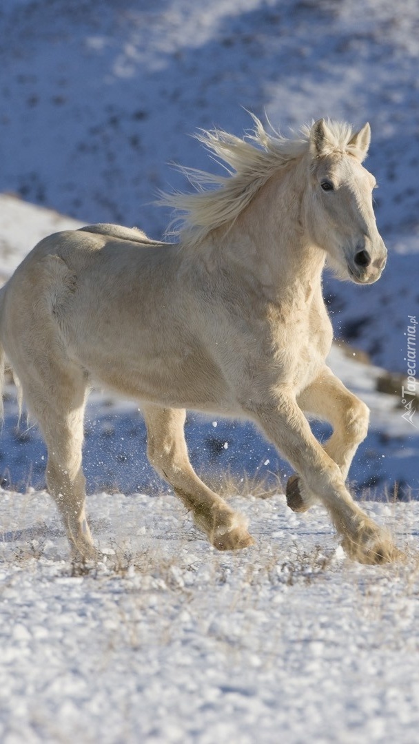 Koń w galopie po śniegu