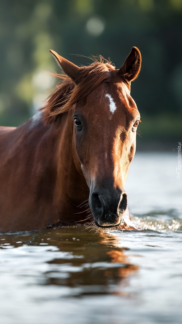 Koń w rzece