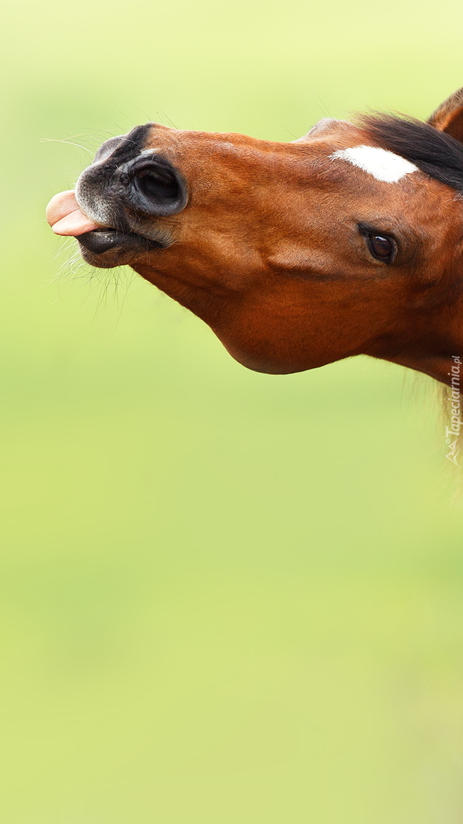 Koń z wystawionym językiem