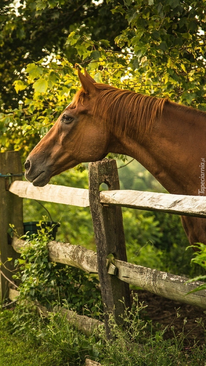 Koń za ogrodzeniem