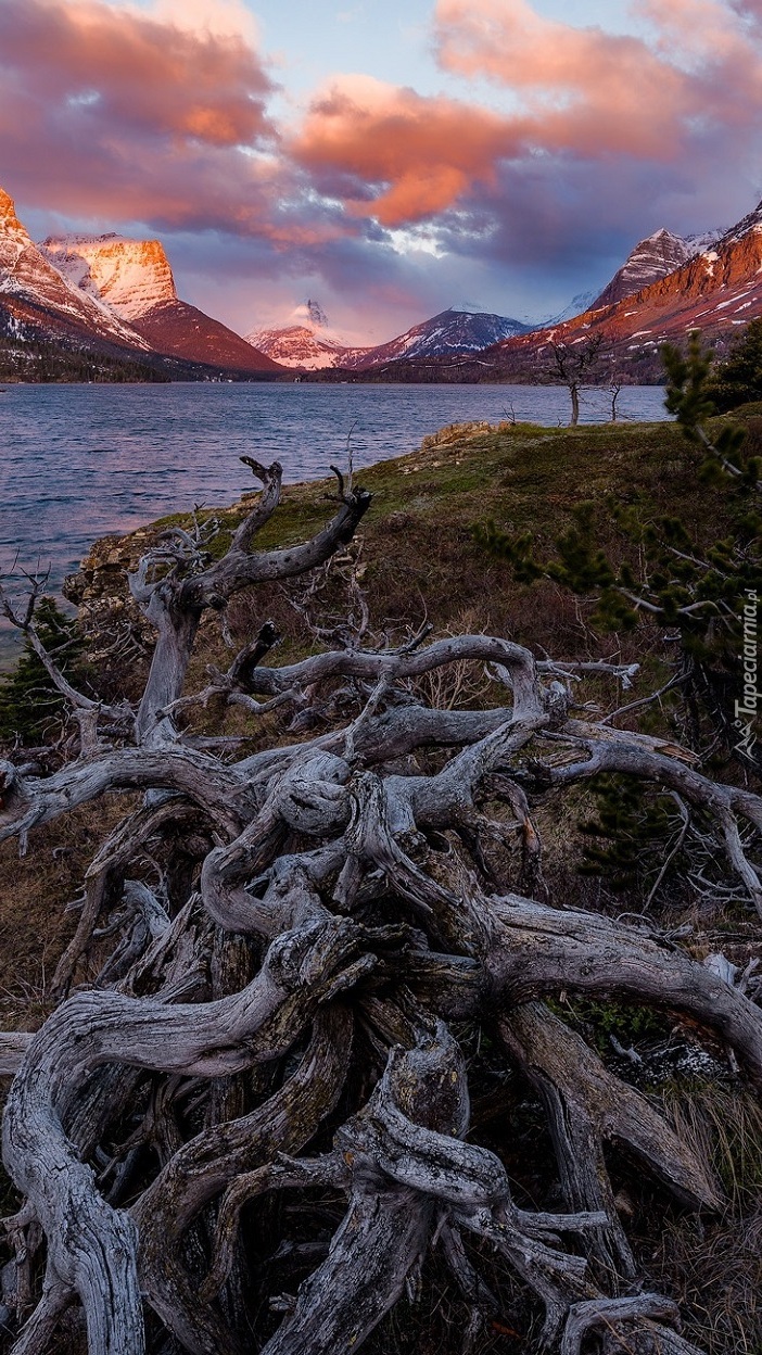 Konar drzewa nad jeziorem St Mary Lake