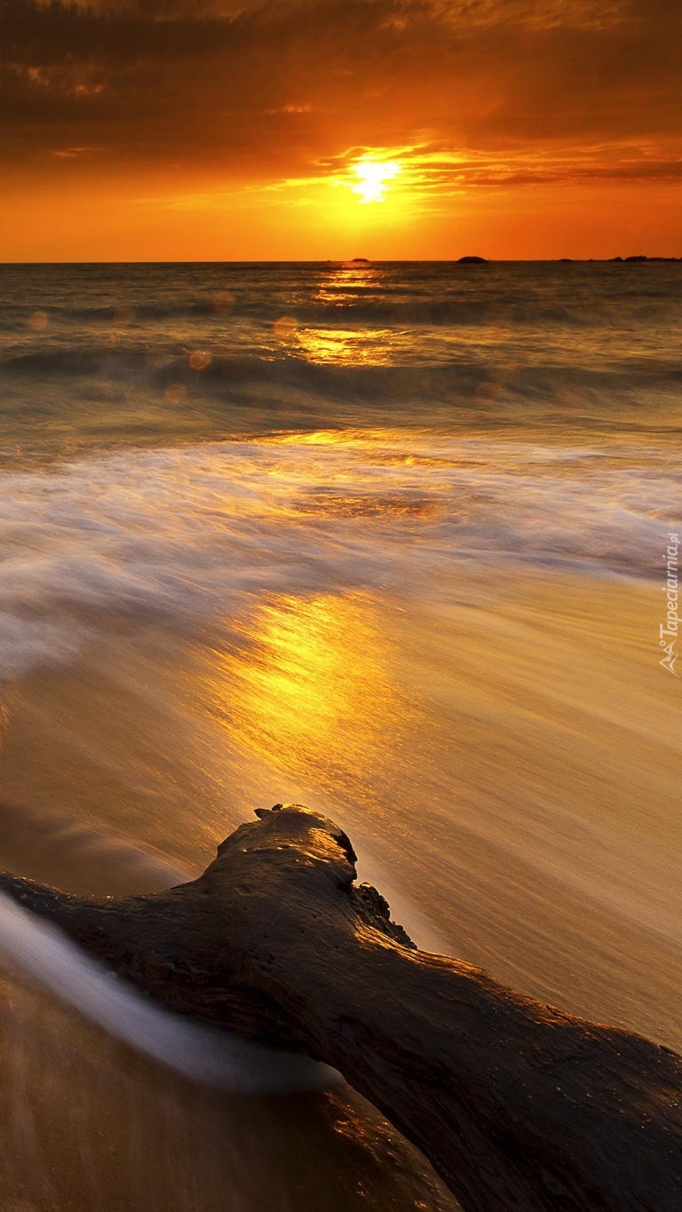Konar skąpany w morzu w promieniach zachodzącego słońca