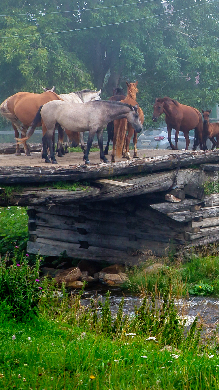 Konie na mostku
