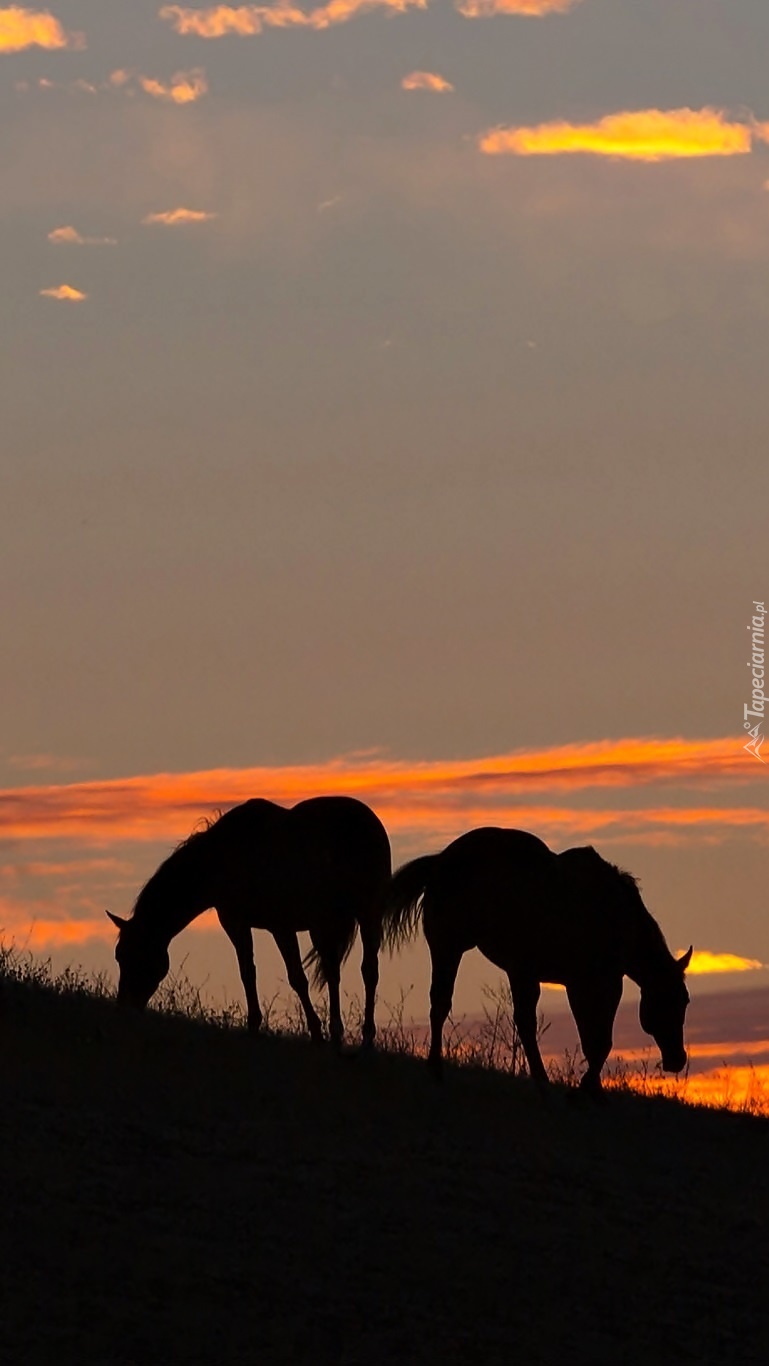 Konie na pastwisku o zachodzie słońca