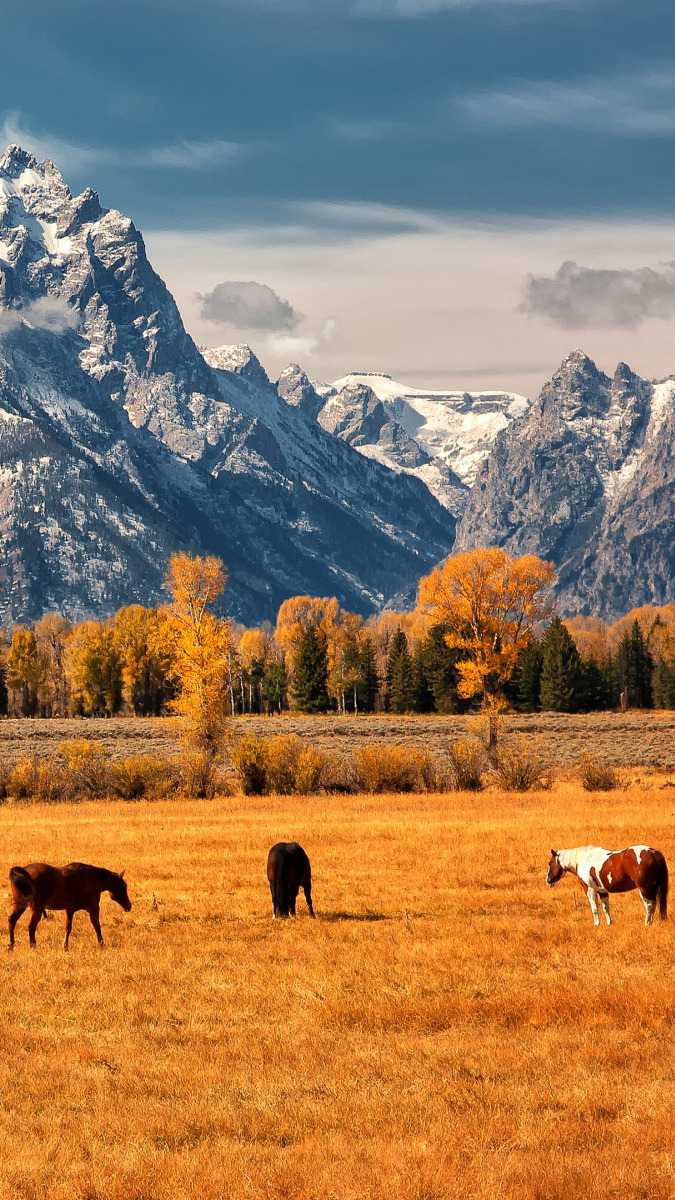 Konie na pastwisku w Parku Narodowym Grand Teton jesienną porą