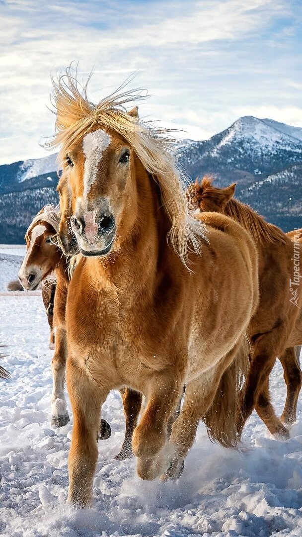 Konie na śniegu