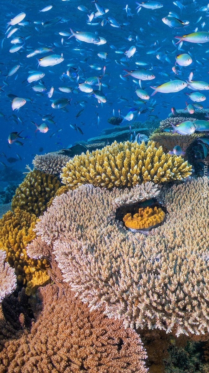 Koralowce i ryby